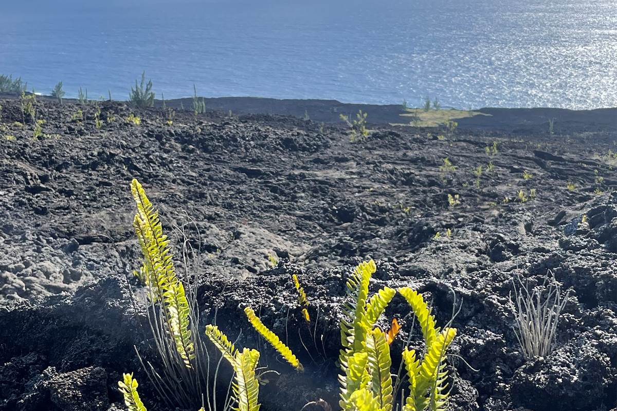 chambre-proche-coulée-de-lave