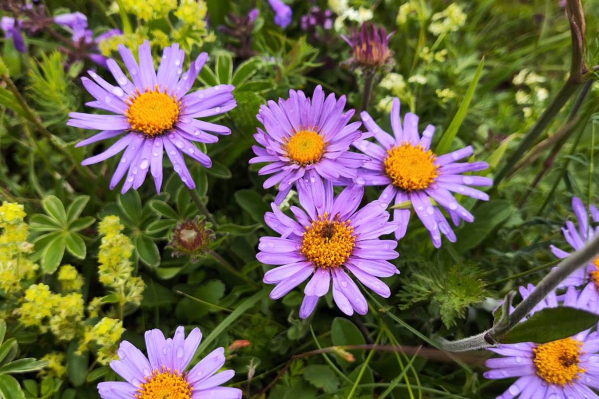 aster-fleur-cathie