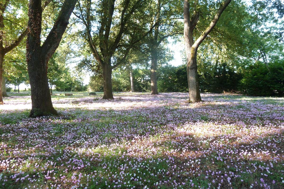 36 parc cyclamens