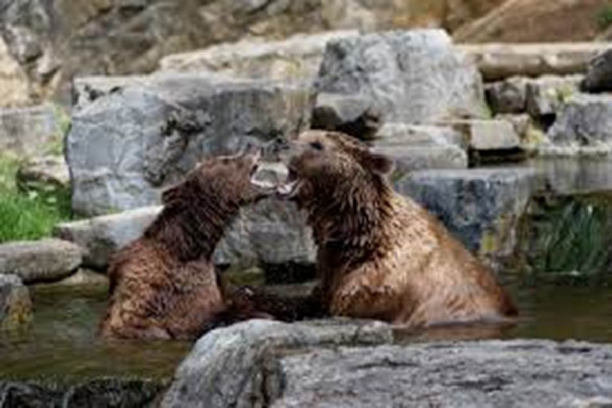 Parc animalier de Han-sur-Lesse