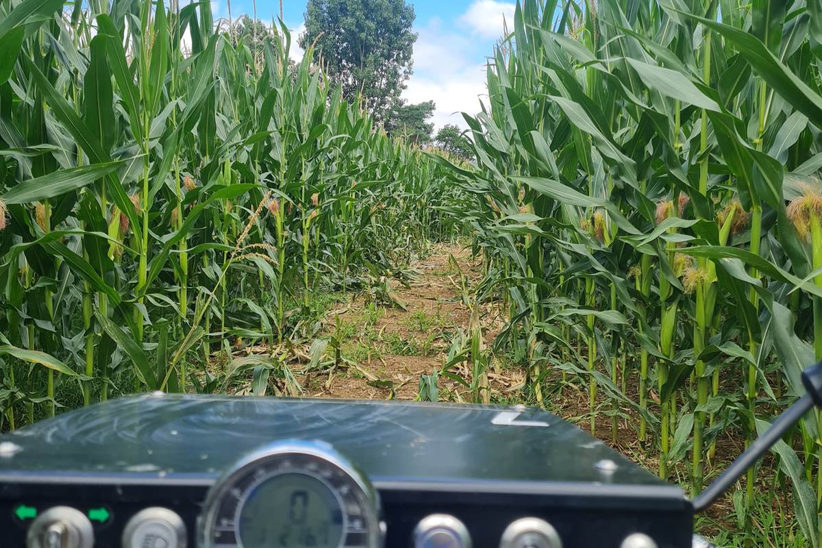 swincar dans les maïs
