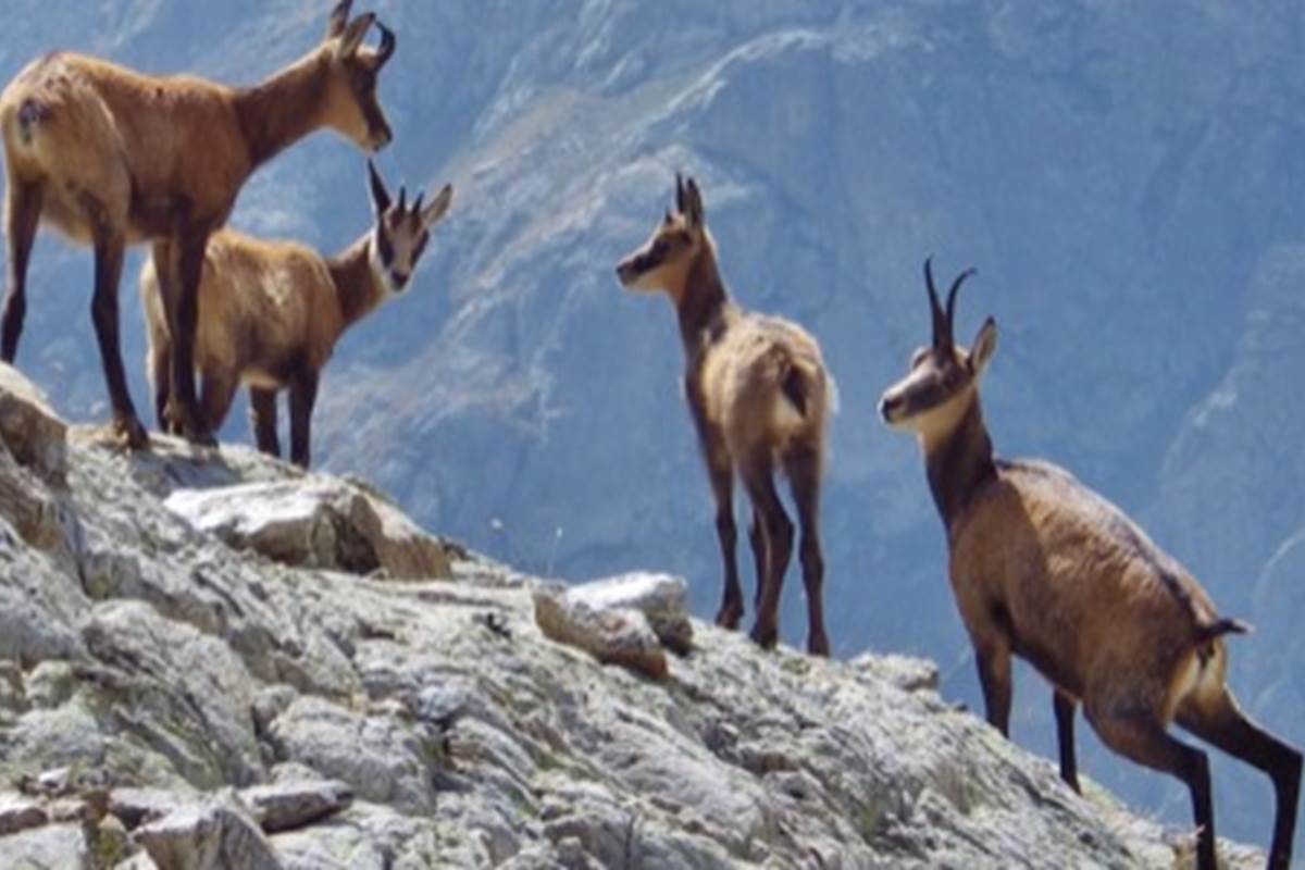 Rou Observation de la Faune