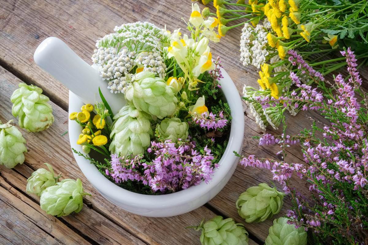 PLANTES MEDICINALES