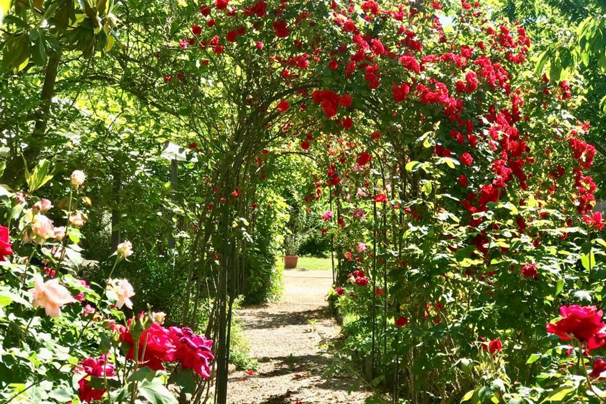 Notre allée de roses