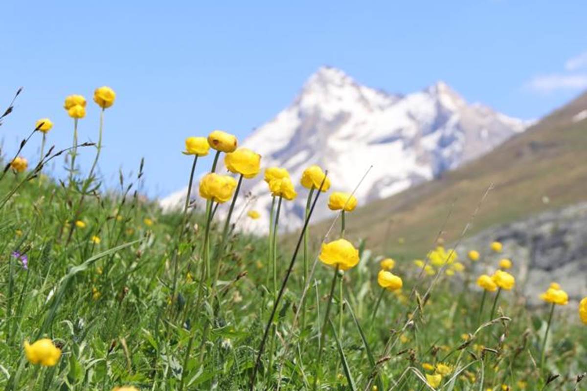 Fleurs