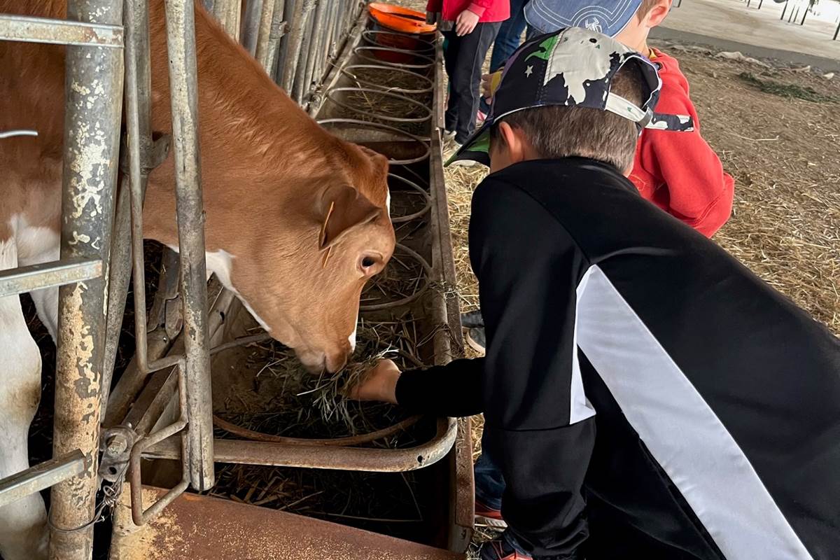 la ferme des delices foreziens, ferme pedagogique,vache, foin, stabulation,visites familles,enfants, adultes,st cyr les vignes, loire forez, 42.jpg