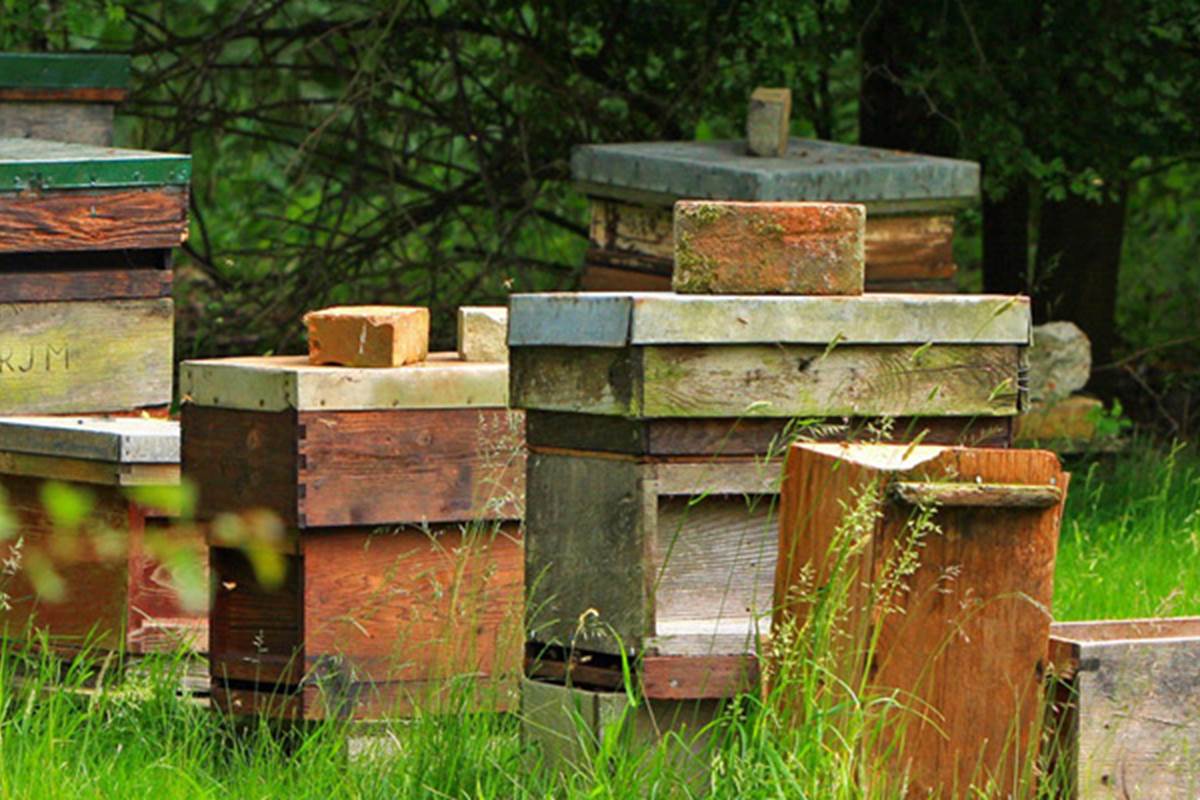 APICULTURE