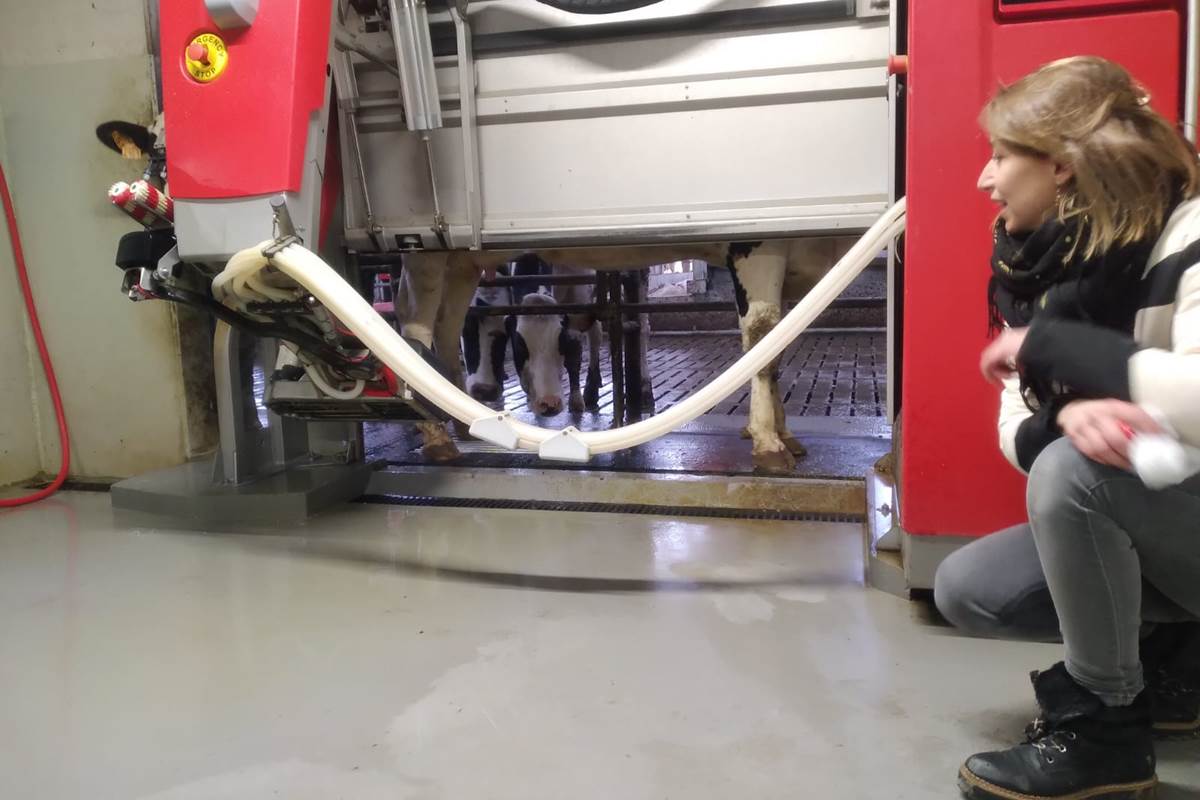 ferme des delices foreziens, stabulation vahces, robot de traite