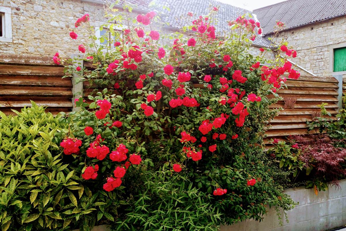 La terrasse est fleurie pour votre plaisir !