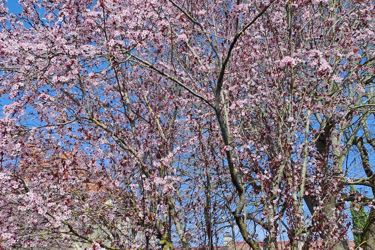 Le printemps, magnifique !!