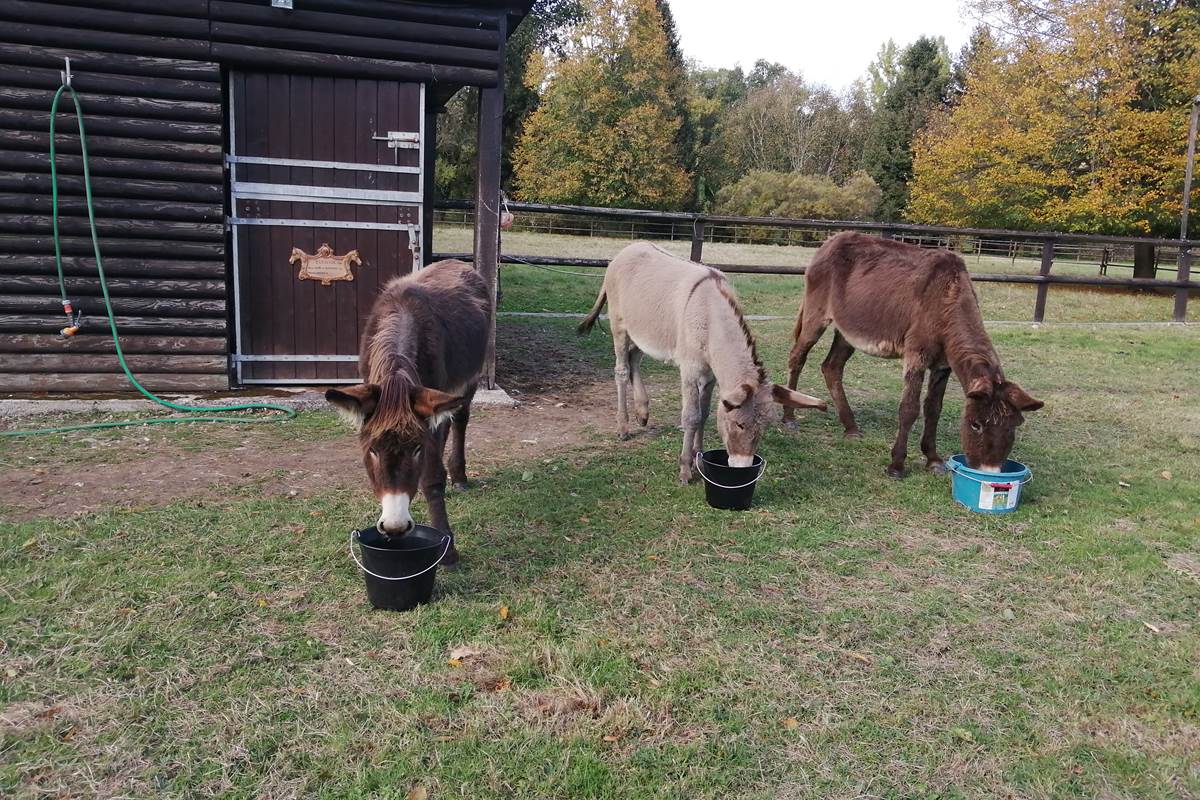 Les 3 ânesse Noisette, Ora et Ouna