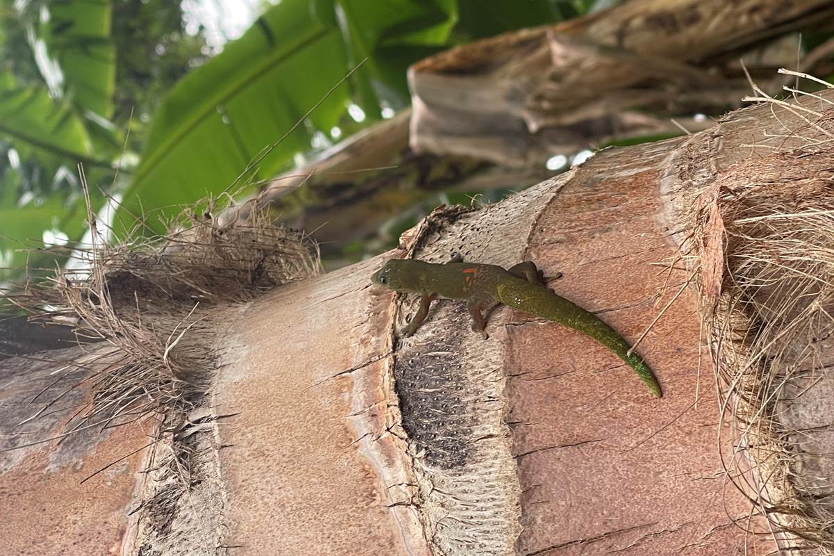 A la rencontre de nos petites bêtes du jardin