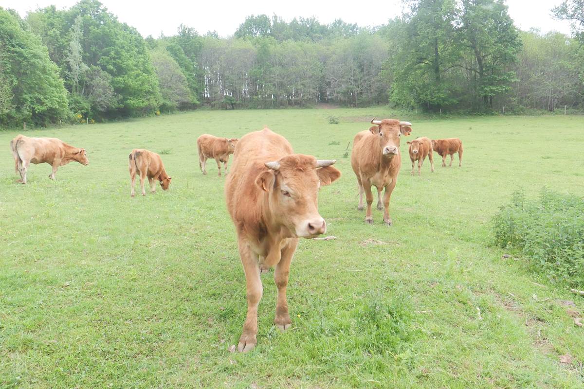 Domaine du champ de l'Hoste - Les prés - Dordogne -