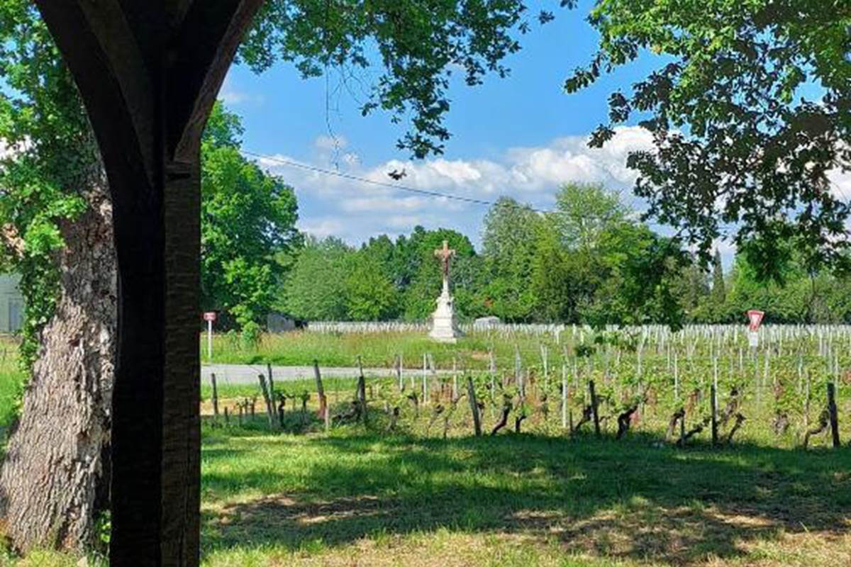 Vignes des Capucins au printemps