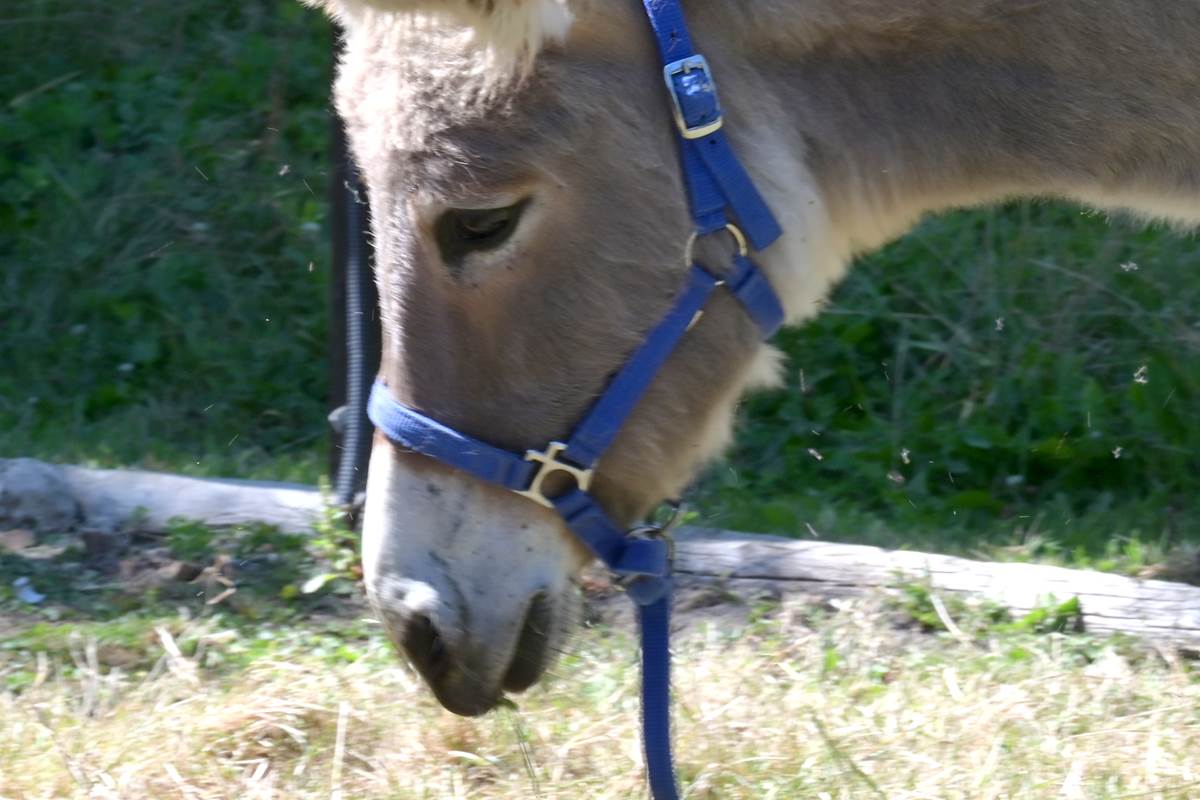 La belle Ora ânesse de 2 ans
