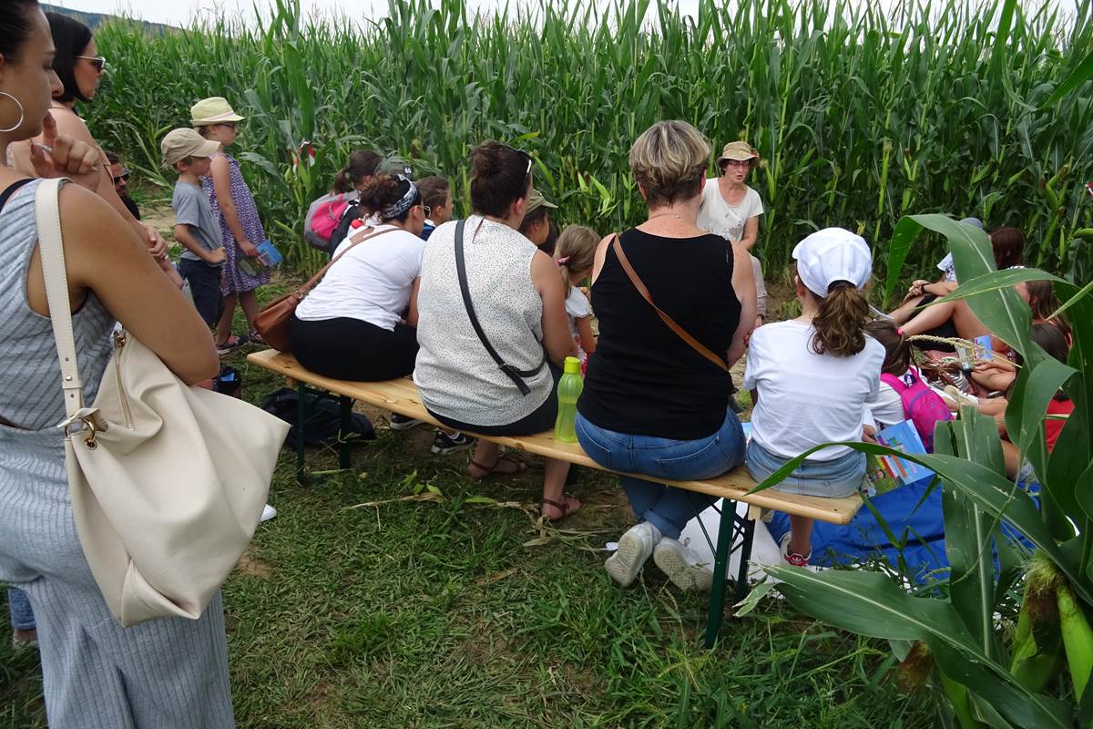 contes dans les maïs