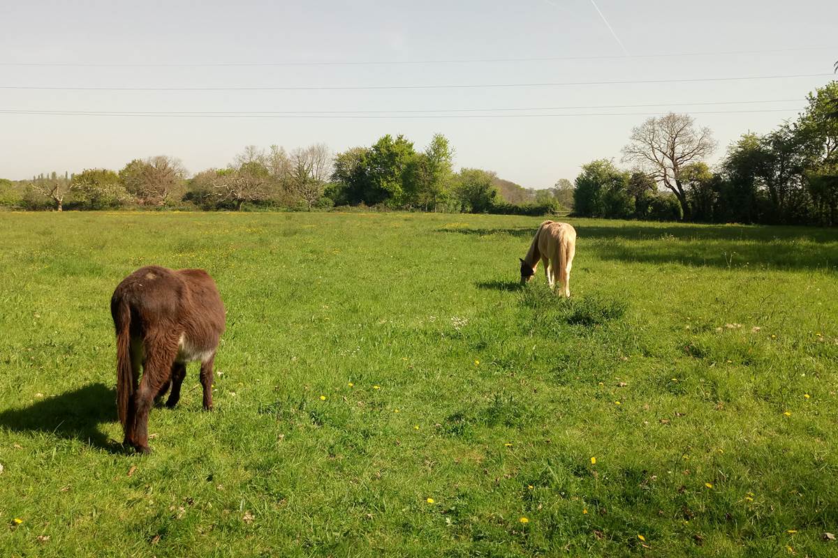Pédro et Mirabelle, les voisins des chambres d'hôte  du Moulin de la Retardière à Orvault