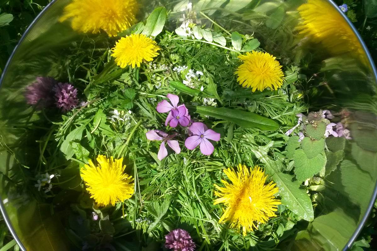 PLANTES COMESTIBLES