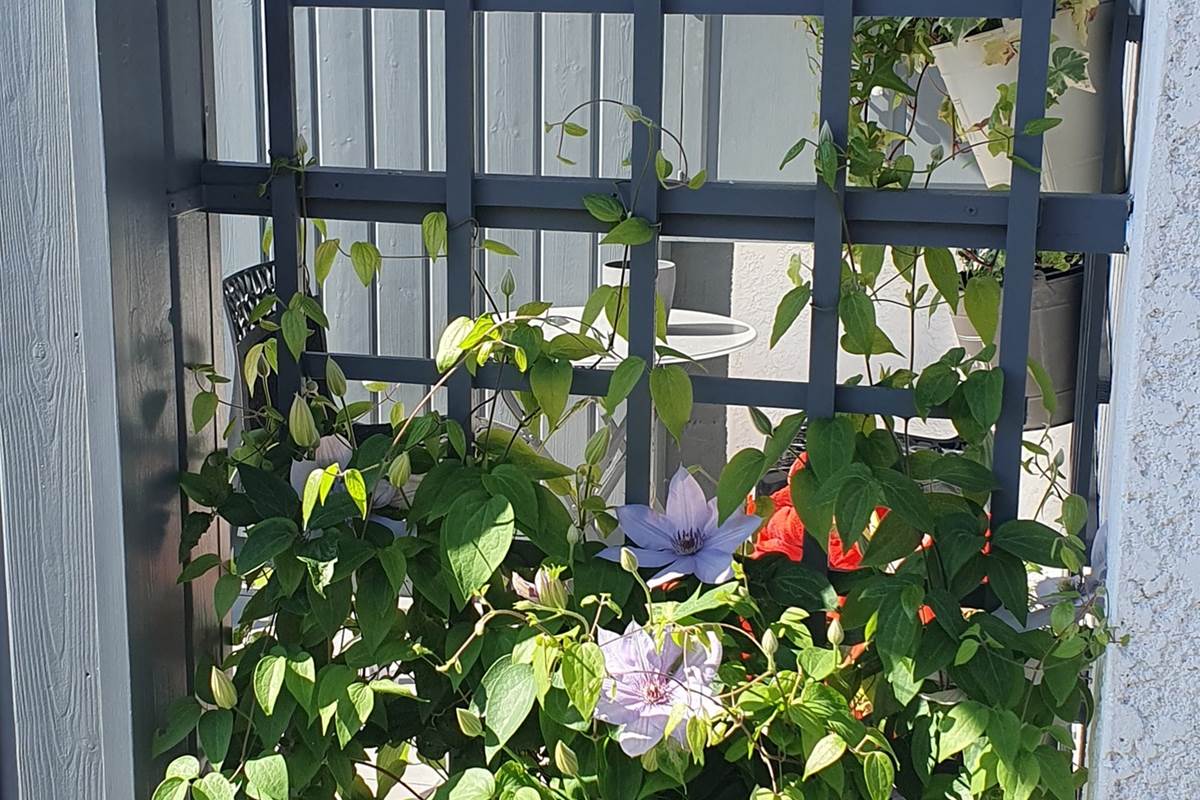terrasse clématites