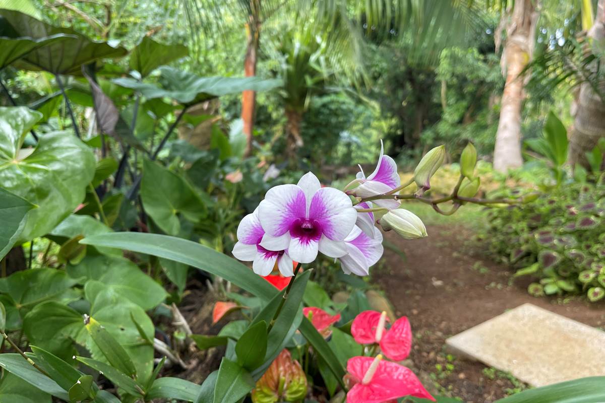Jardin Créole à découvrir