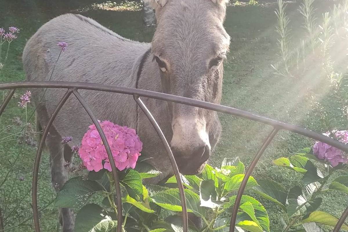 chambreshotes-animal-âne-hautecorrèze