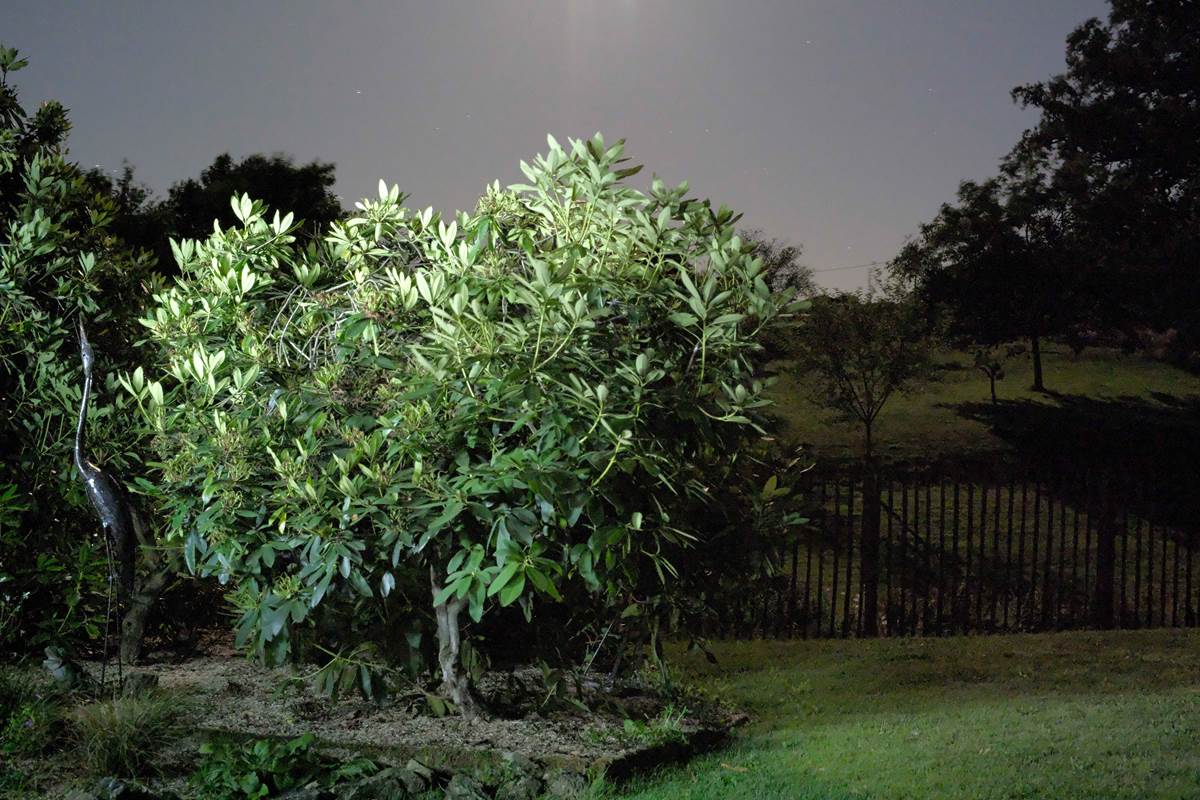 le héron dans la nuit