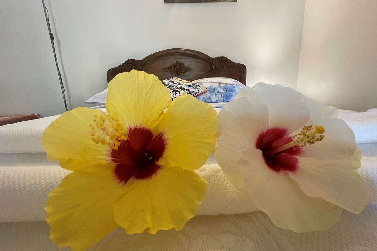 fleurs-chambre-proche-manapany-les-bains