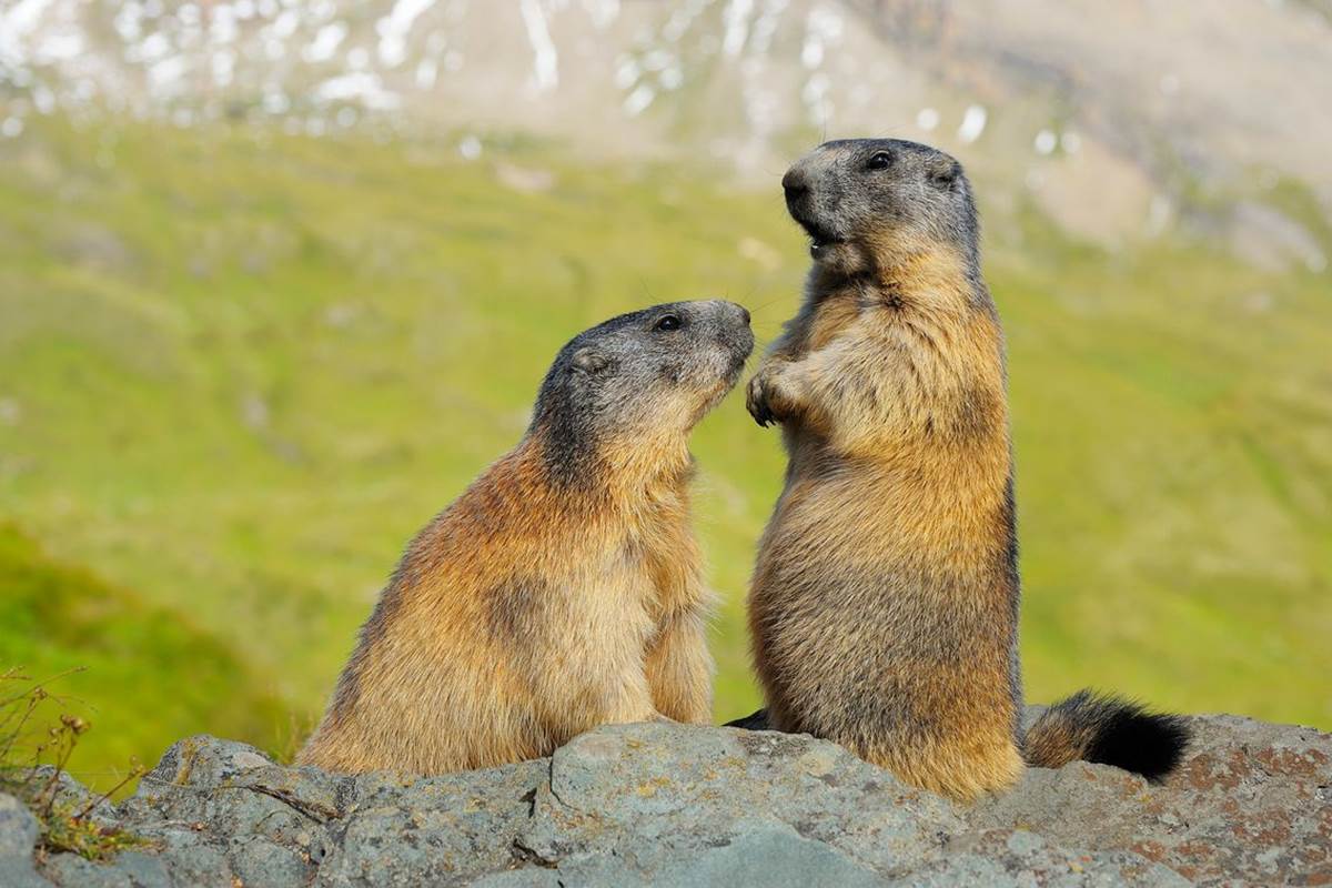marmottes