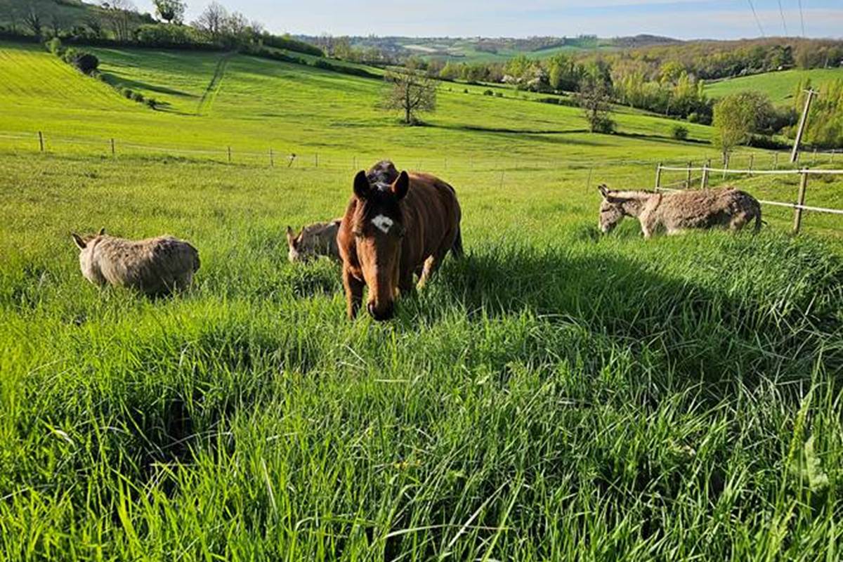 Vacances à la campagne