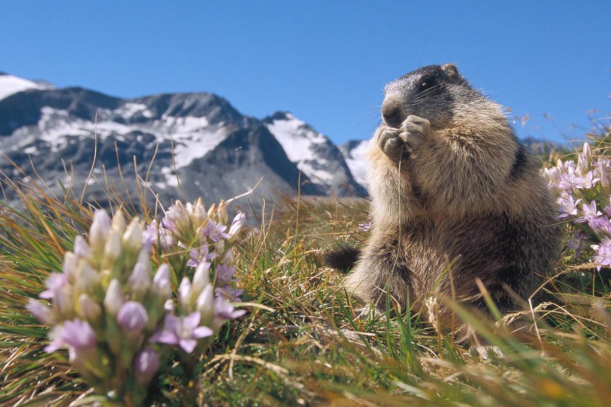 Flore et marmotte