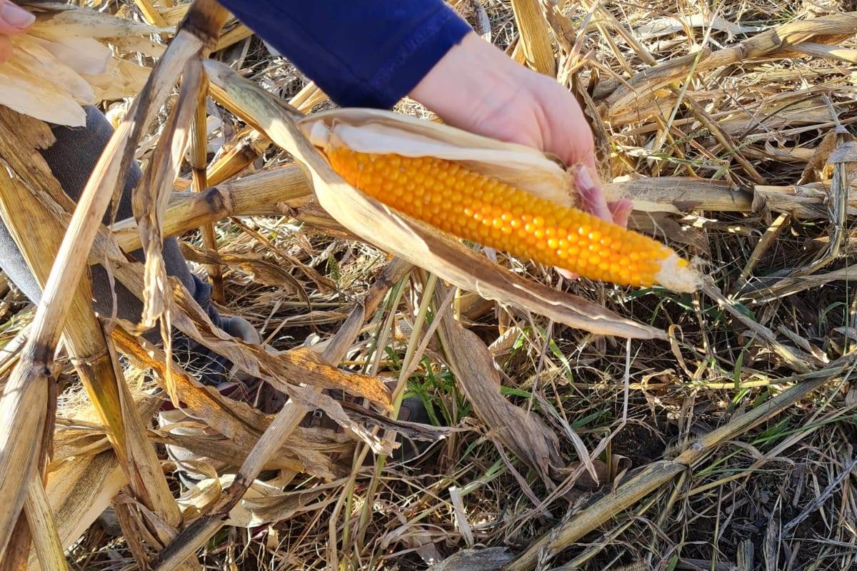 d21b5332-5c5f-4c72-98b3-dd3c3b9a6ca1