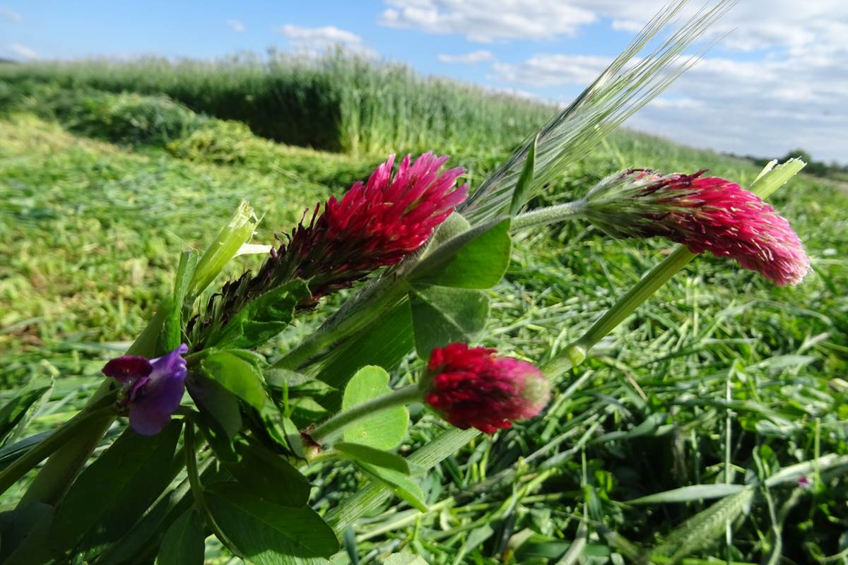 récolte de méteil - Ferme des Délices