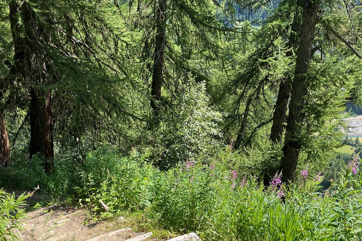 Bois et cascades-2
