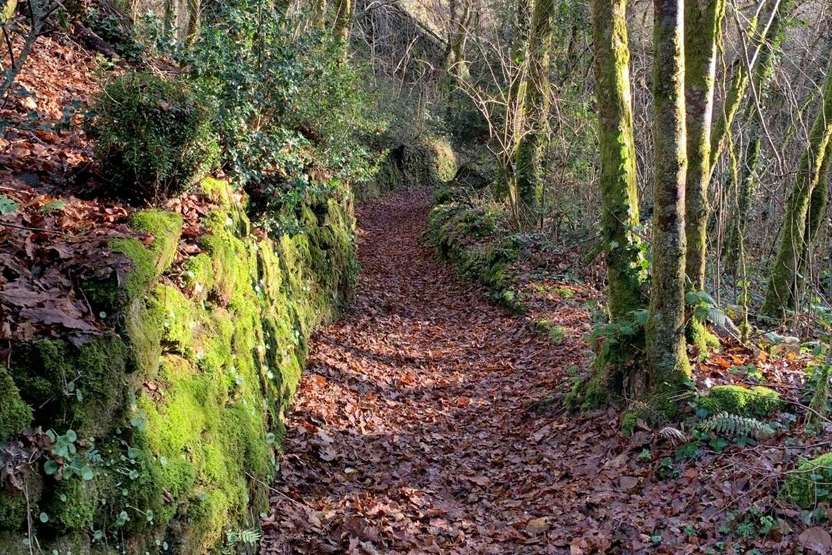 Nombreuses randonnées en forêt au départ de nos Gîtes "Le Chant des Sources" à Gimel-les-Cascades.