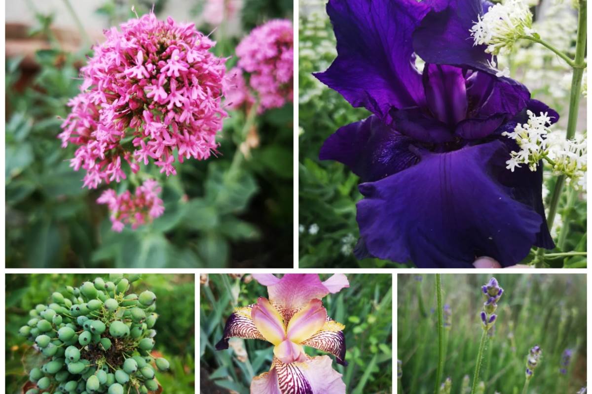 Jardin fleuri d’un gîte en Touraine, cadre paisible pour un séjour au vert