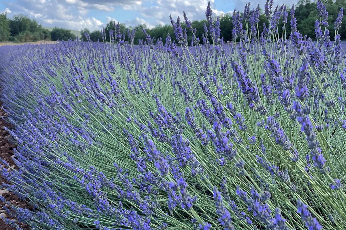 Carte postale de Provence