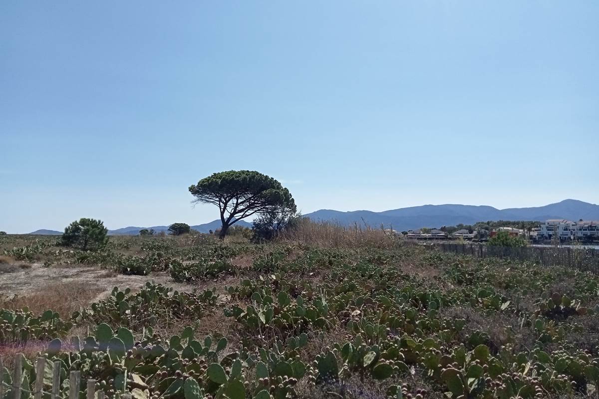 Le Mas Palegry chambres d'hôtes le pin le plus célèbre de Saint Cyprien