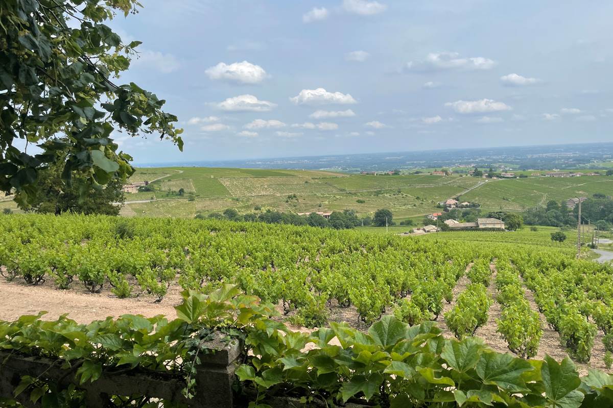 Vue panoramique