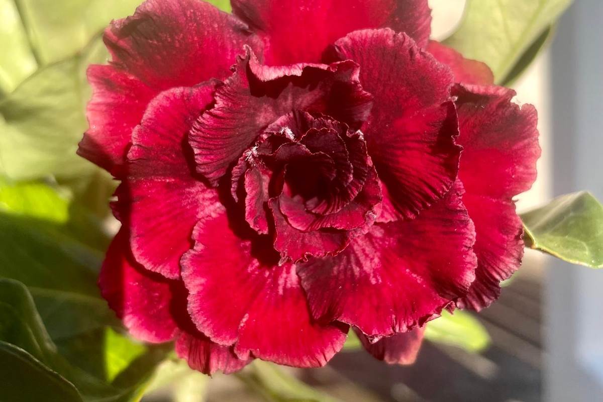 le-labyrinthe-en-champ-thé