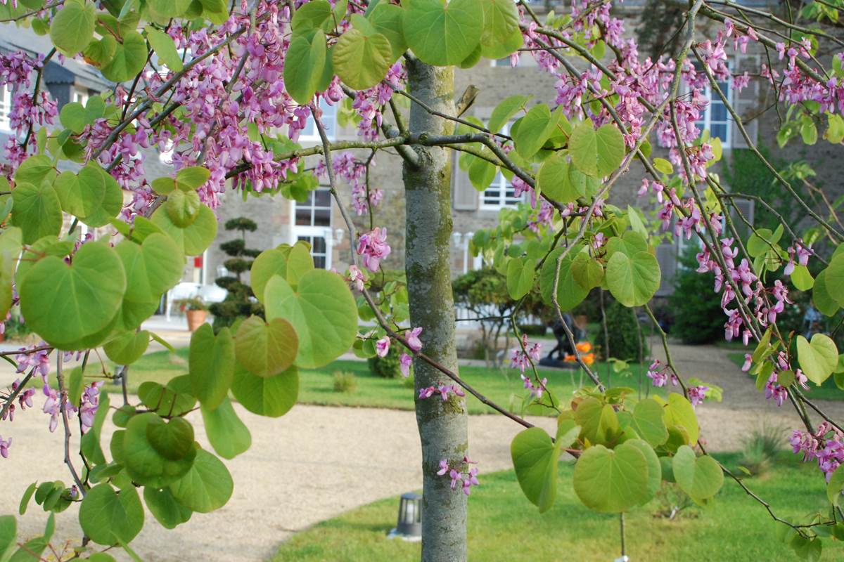 C'est le printemps