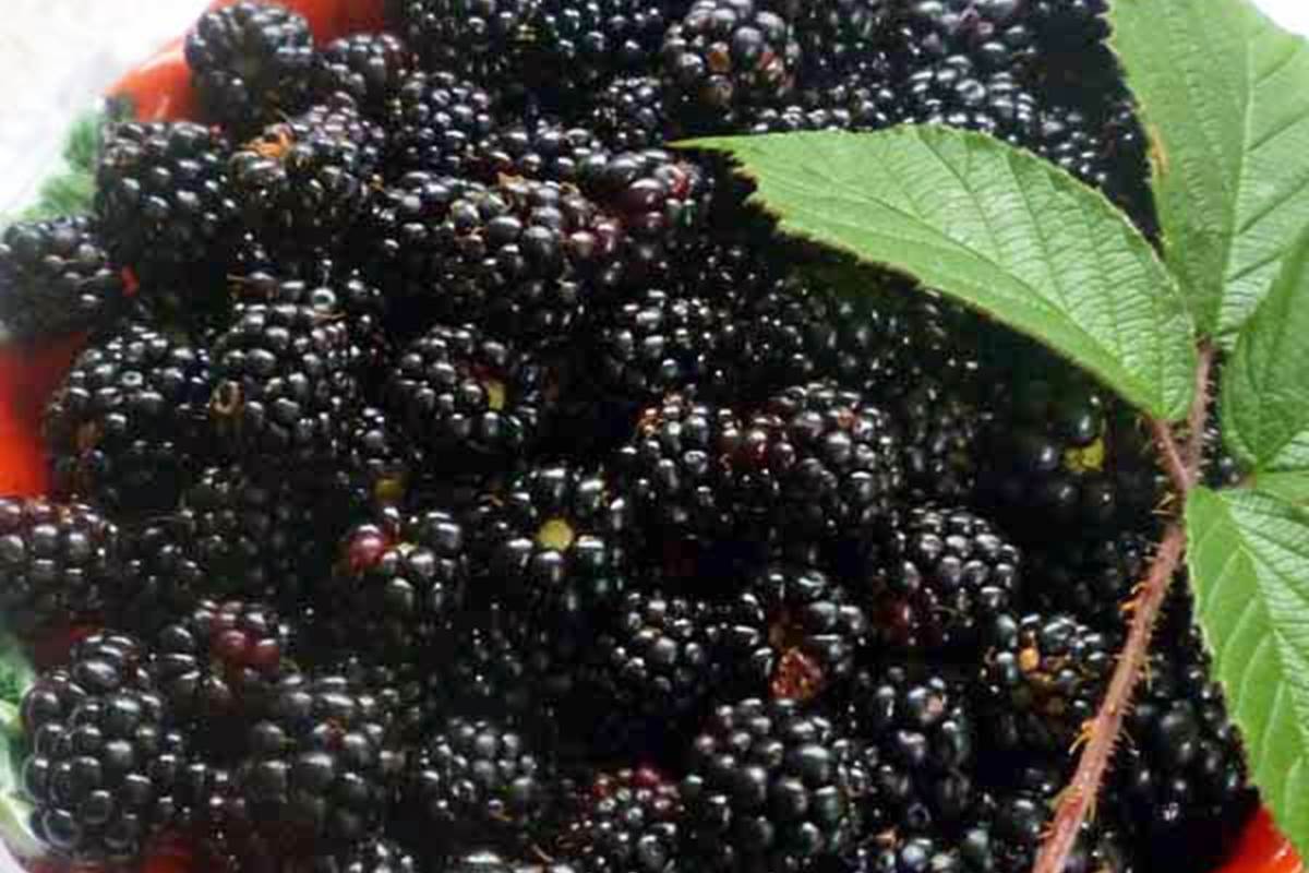 Mûres, myrtilles, framboises, champignons...toutes les cueillettes de saison