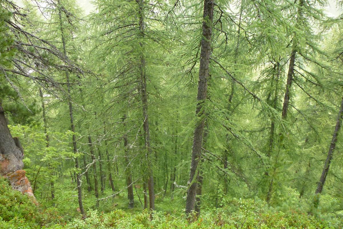 forêt rogoney