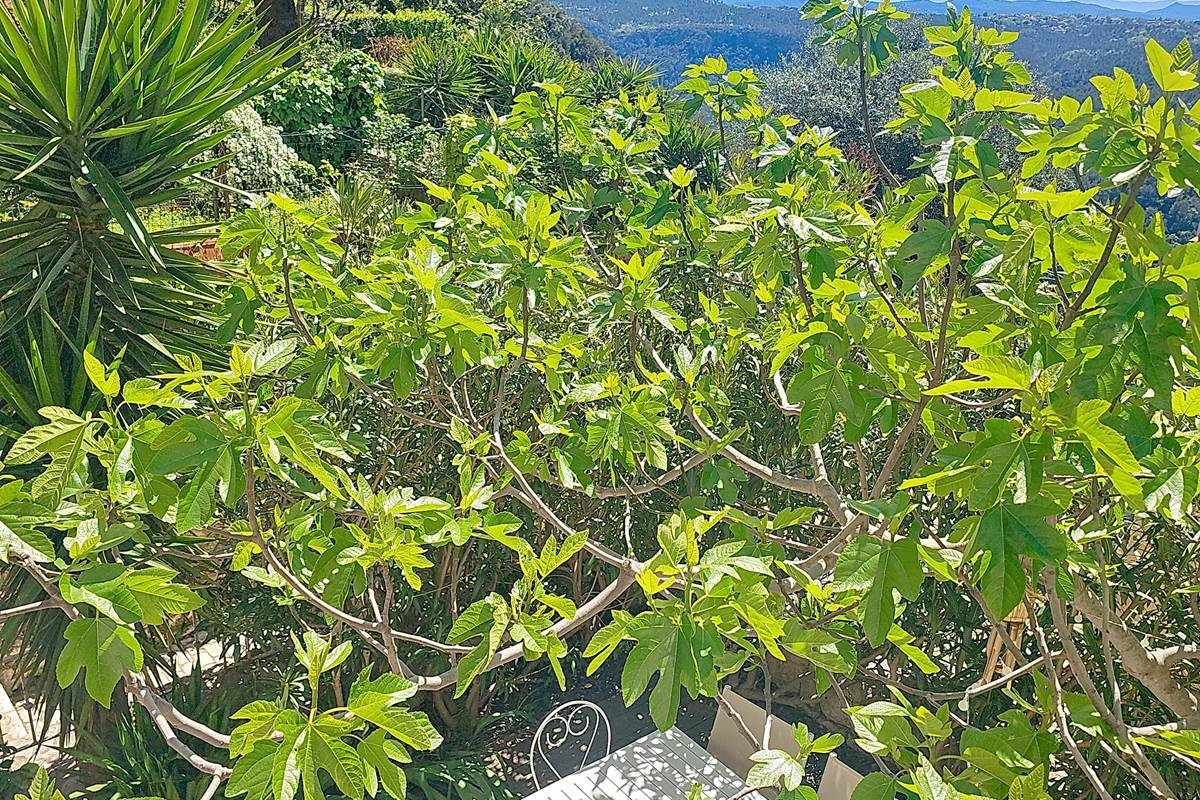 Jardinet ombragé - oasis de fraîcheur.