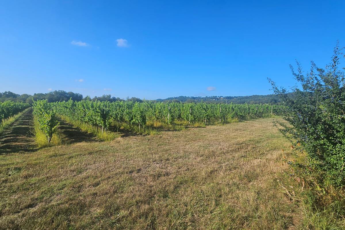 Vignoble-Bergeracois-Dorodogne