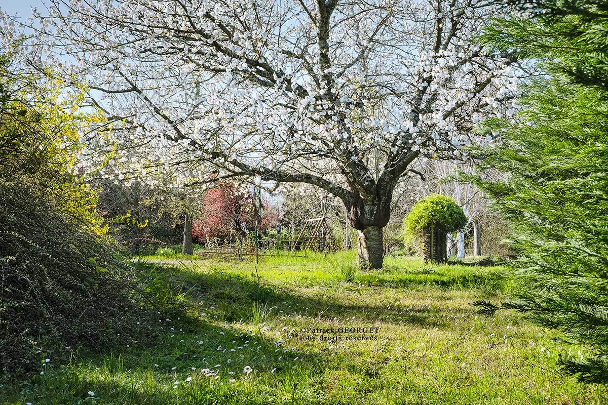 Jardin fleuri et arboré d’un gîte en Touraine, cadre paisible pour un séjour au vert