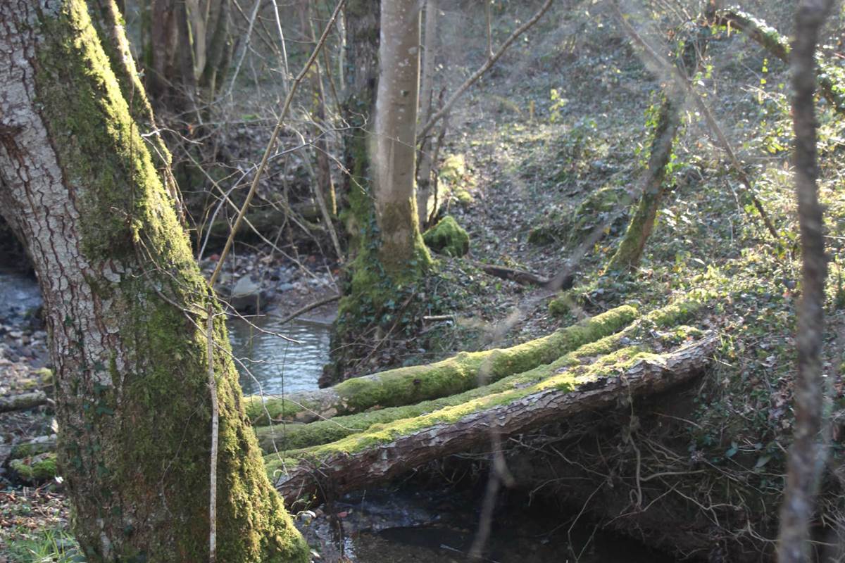 petit pont