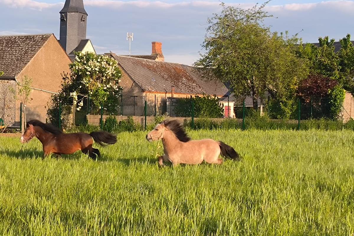 vue sur la prairie