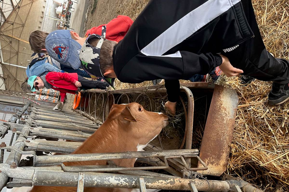 la ferme des delices foreziens, ferme pedagogique,vache, foin, stabulation,visites familles,enfants, adultes,st cyr les vignes, loire forez, 42.jpg