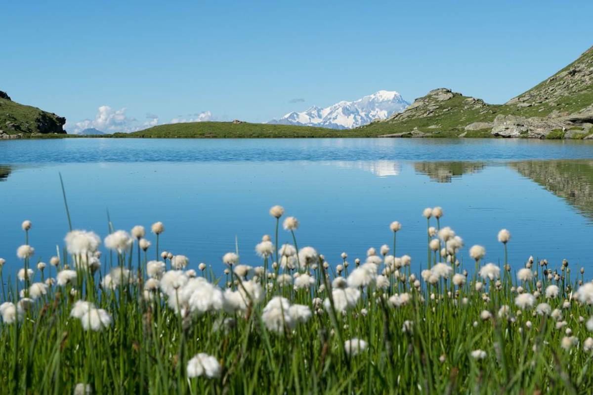 Flore de montagne - Linaigrette