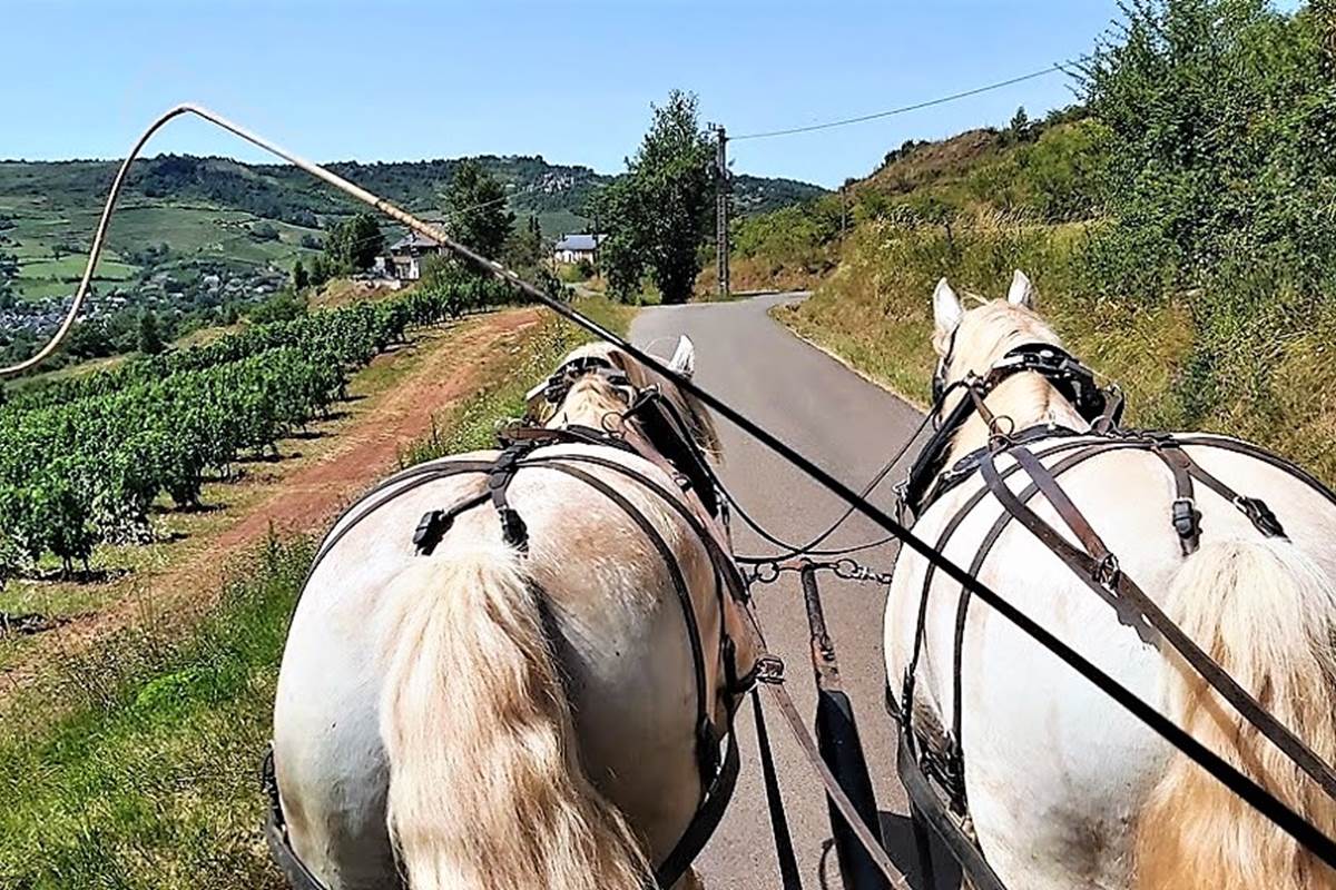 En attelage avec les percherons